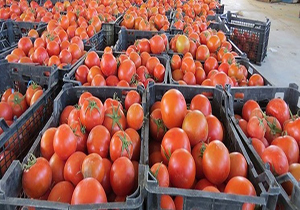 کاهش قیمت گوجه فرنگی روزهای آینده در مازندران