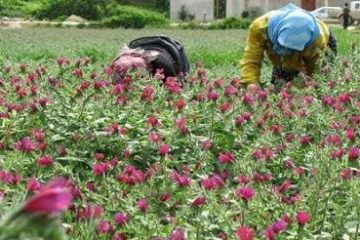 ممنوعیت برداشت گیاهان دارویی باعث افزایش تراکم می شود