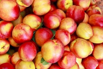 «شلیل شبرنگ» چگونه به تهران رسید؟
