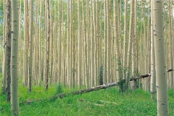 دولت برای زراعت چوب تسهیلات ۸۰ میلیون ریالی پرداخت می‌کند