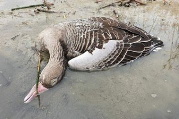 شکار و استفاده از گوشت پرندگان وحشی ممنوع
