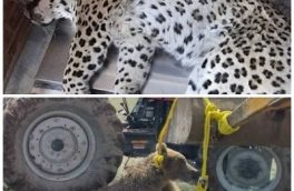 روایت مدیران کل محیط زیست درباره مرگ پلنگ ایرانی و خرس‌ قهوه‌ای