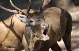 آغاز فصل گاوبانگی در مازندران