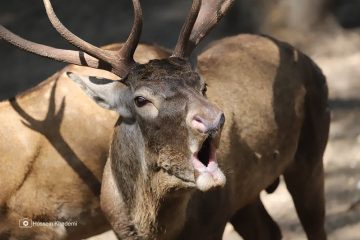 آغاز فصل گاوبانگی در مازندران