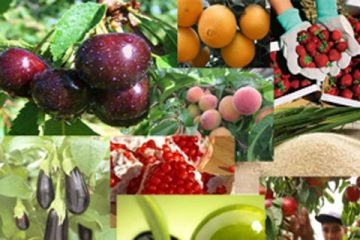 آینده محصولات باغی مازندران وابسته به شناسنامه دار کردن باغ ها