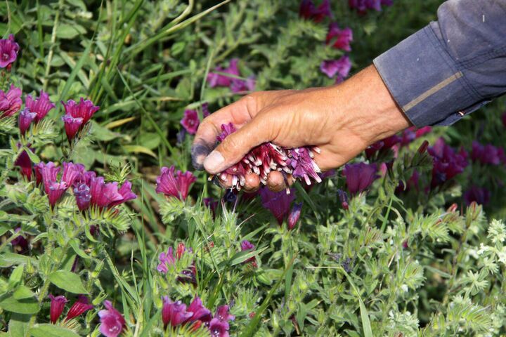 کشت گیاهان دارویی در ۲۰ هکتار اراضی نور