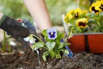 باغچه‌‌های زمستانی را به استقبال بهار ببریم