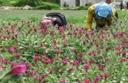 ممنوعیت برداشت گیاهان دارویی باعث افزایش تراکم می شود