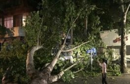 وزش باد شدید در مازندران موجب قطع درختان شد + تصاویر