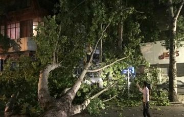 وزش باد شدید در مازندران موجب قطع درختان شد + تصاویر