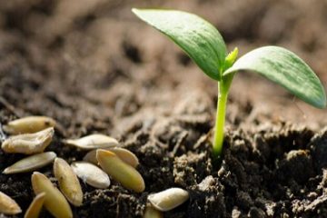 باتری‌های کهنه را می‌توان به کود تبدیل کرد