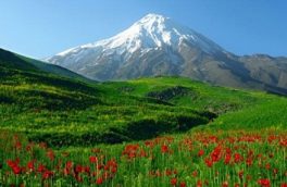 سکوت دیو سپید در سایه مشکلات ثبت جهانی