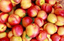«شلیل شبرنگ» چگونه به تهران رسید؟