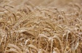 تغذیه گیاه، راهکار مهم در حصول عملکرد بالا در کشت جو