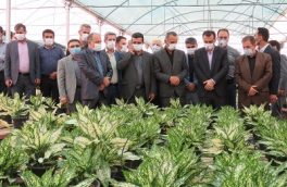 گلخانه سرپوشیده دارکلا چمستان در هفته دولت افتتاح شد