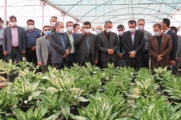 گلخانه سرپوشیده دارکلا چمستان در هفته دولت افتتاح شد