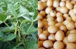 مازندران، دومین استان تولیدکننده سویا