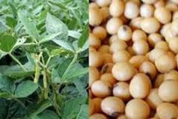 مازندران، دومین استان تولیدکننده سویا