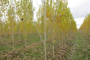 حدود ۲ میلیون اصله نهال برای زراعت چوب در مازندران تولید می‌شود