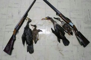 پرنده نگری طرحی بی سرانجام در فریدونکنار