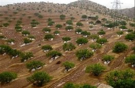 ۳۰۰ هکتار از عرصه های غرب مازندران جنگلکاری شد