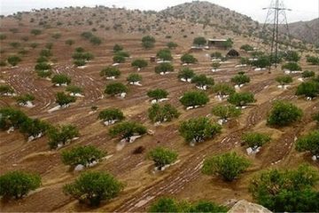۳۰۰ هکتار از عرصه های غرب مازندران جنگلکاری شد