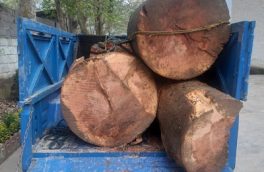 کشف سه تن چوب جنگلی قاچاق در لاویج