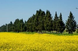 واردات؛ بزرگترین معضل تامین روغن و خوراک دام