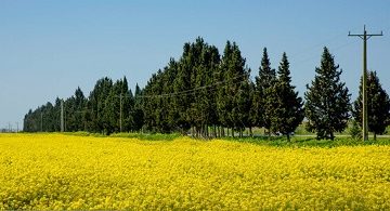 واردات؛ بزرگترین معضل تامین روغن و خوراک دام