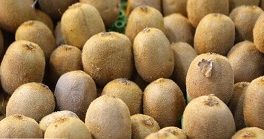 صادارت کیوی مازندران به هند هفته آینده از سر گرفته می‌شود