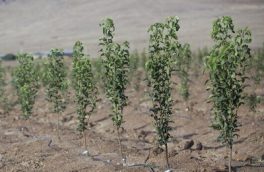 ۶۰۰ هکتار زمین‌های ۱۰ هکتاری غرب مازندران ظرفیت زراعت چوب دارد