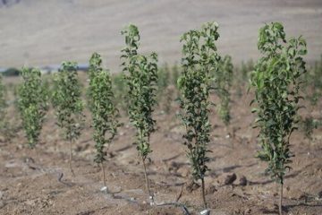 ۶۰۰ هکتار زمین‌های ۱۰ هکتاری غرب مازندران ظرفیت زراعت چوب دارد