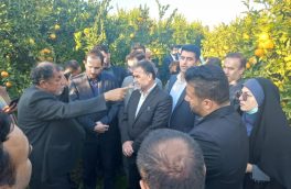 شناسنامه دار کردن باغات دراستان مازندران آغاز شد