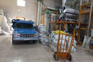 بازار برنج در مازندران رونق گرفته است