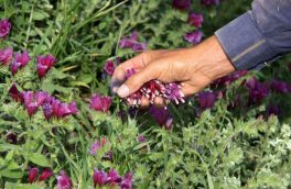 کشت گیاهان دارویی در ۲۰ هکتار اراضی نور