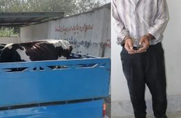 ذبح ۱۰۶ راس گاو مسروقه در نور